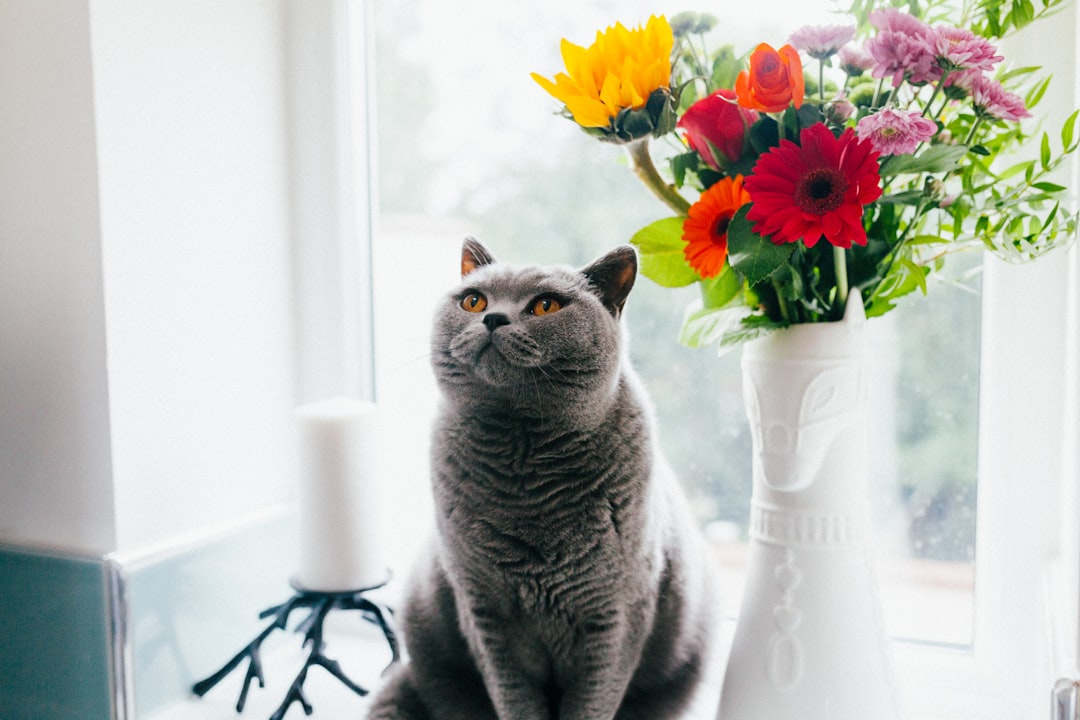 Photo Adorable cat-shaped lamp